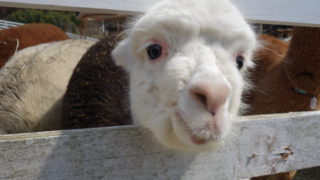 触れ合い動物とハナ ヘナの白髪染めの共通点は?