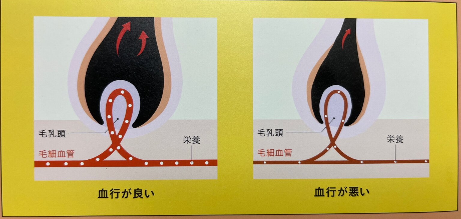 大人の美しい髪を作るカギは血流と血行改善です | 本物の天然100％へナのハナヘナで－5歳のツヤ髪を♪髪と頭皮を傷めない白髪染め.髪が多い ...