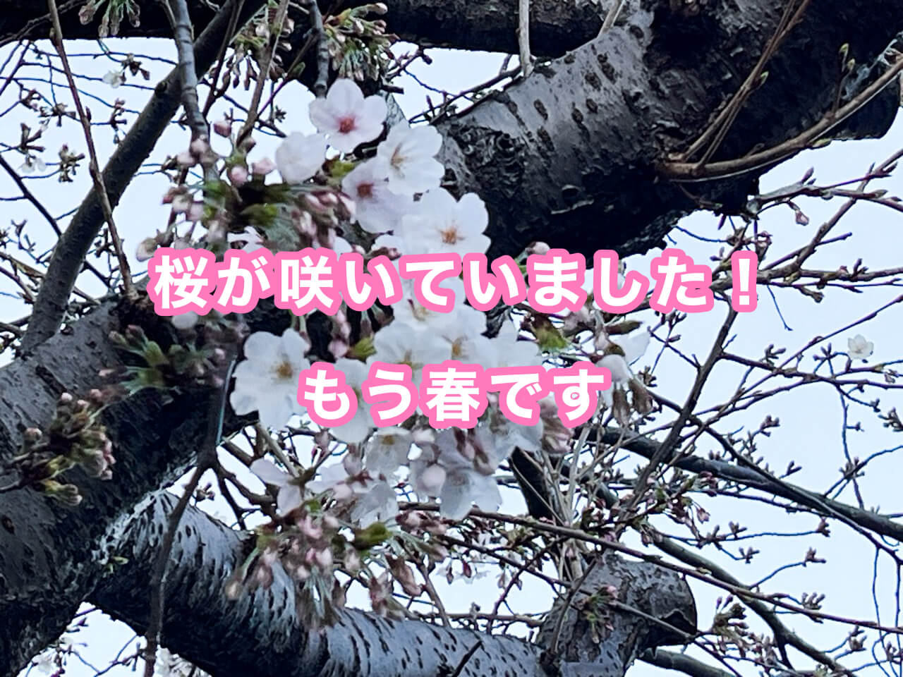 桜が咲いていました！もう春です