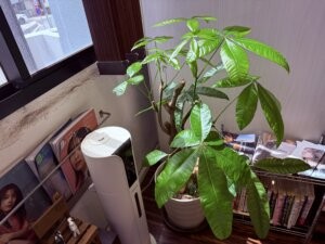 神戸美容室ARCHEで観葉植物のパキラを育てることにハマった美容師のブログ