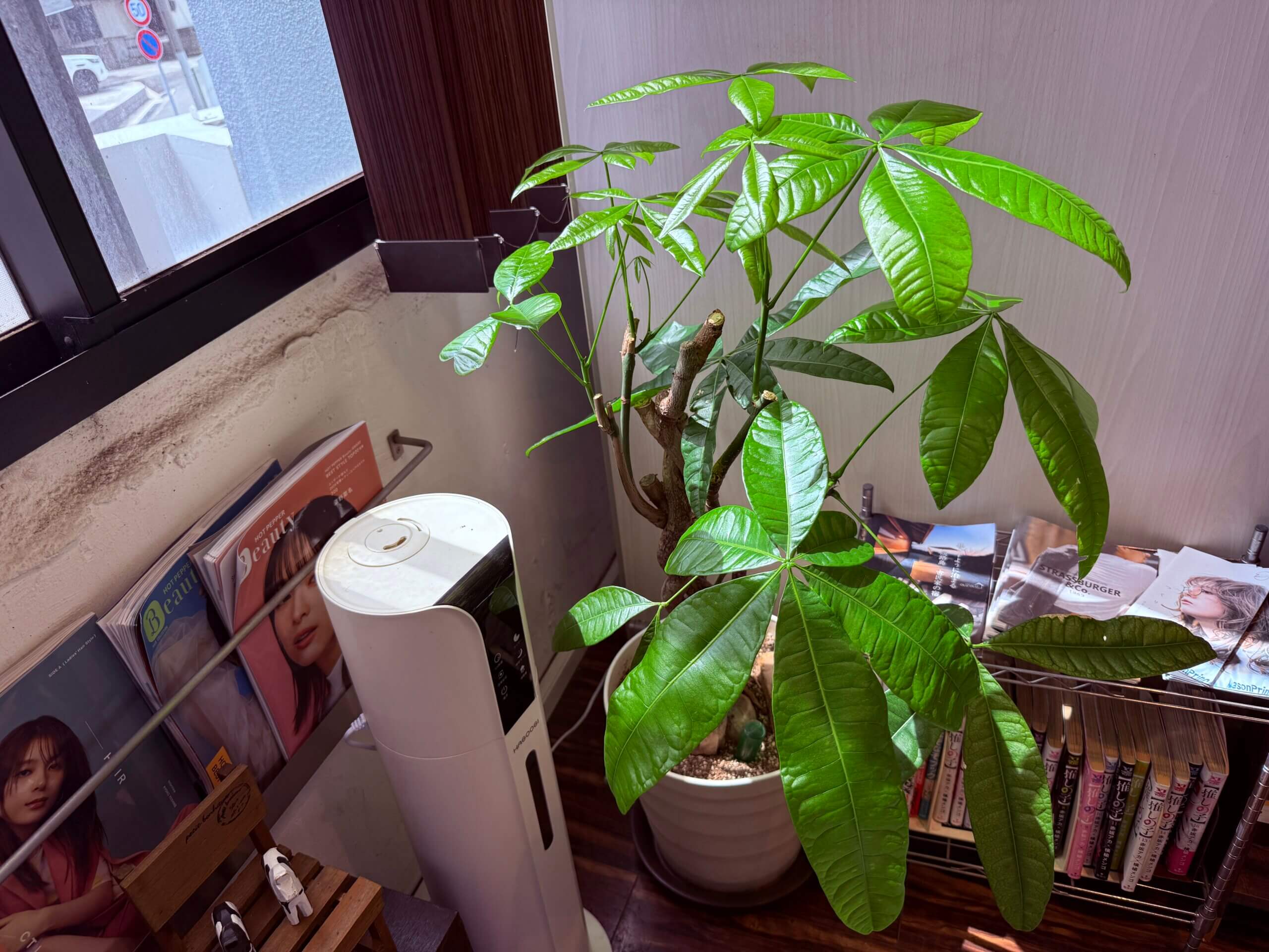 神戸美容室ARCHEで観葉植物のパキラを育てることにハマった美容師のブログ